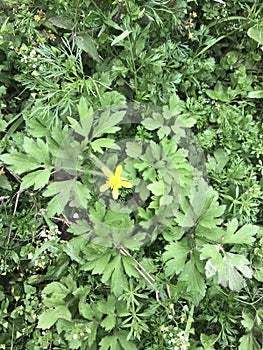 ÂA little yellow in the evergreen bushes